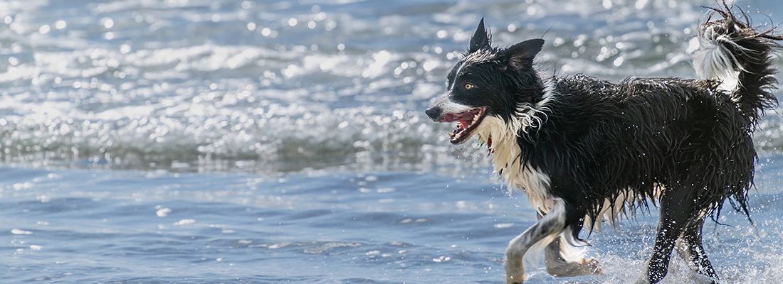 ▷ Playas para perros en Cataluña 2026: 38 MEJORES + planes extra