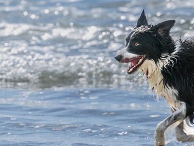 ▷ Playas para perros en Cataluña 2025: 30 MEJORES + planes EXTRA