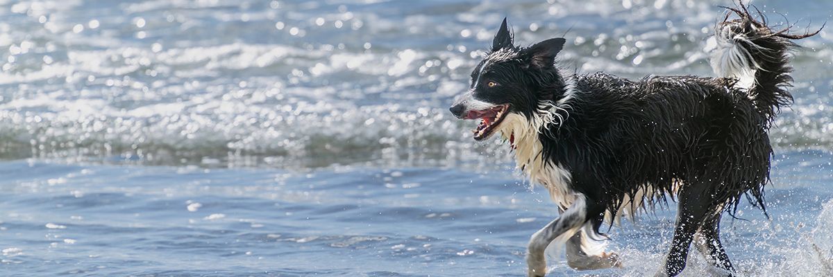▷ Playas para perros en Cataluña 2025: 30 MEJORES + planes EXTRA