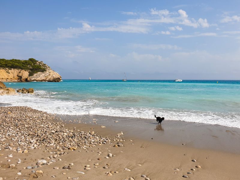 Las mejores playas para perros en Cataluña, provincia a provincia