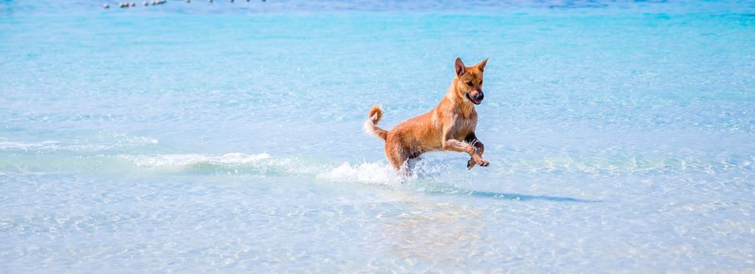 ▷ Playas para perros en Galicia 2026: 24 MEJORES + planes extra