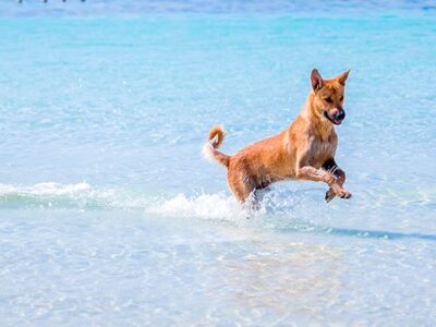 ▷ Playas para perros en Galicia 2025: 17 MEJORES + planes EXTRA