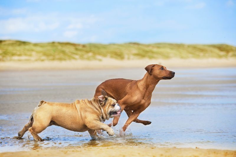Actividades dog friendly si visitas las playas para perros en Galicia