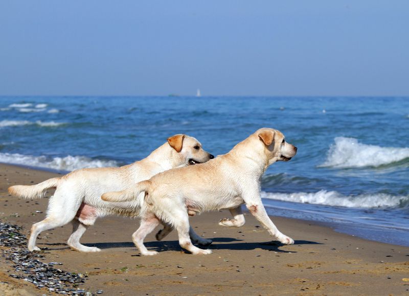 Playas para perros en Galicia: normativa