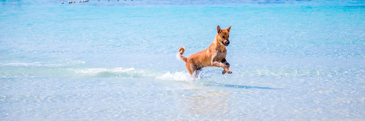 ▷ Playas para perros en Galicia 2025: 17 MEJORES + planes EXTRA
