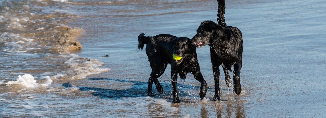 ▷ Playas para perros en Gran Canaria 2026: 3 MEJORES + planes extra