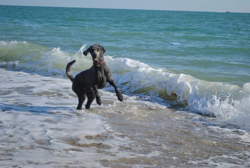 Playa Los Cuervitos, otra de las playas para perros en Gran Canaria en un entorno volcánico