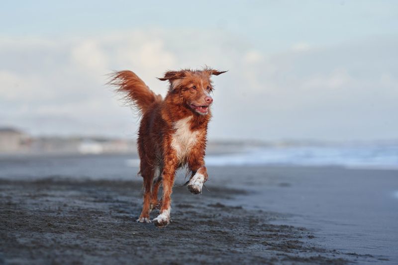 Playa de Los Tres Peos, una de las playas para perros en Gran Canaria más bonitas