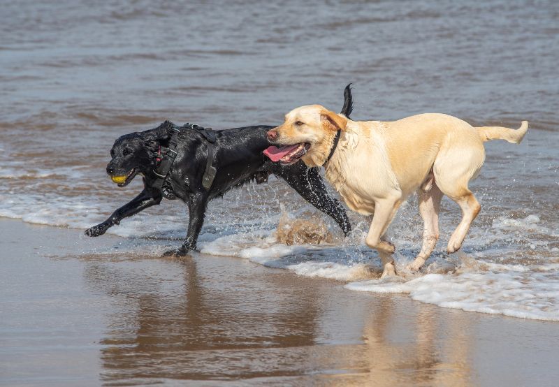 Playa Bocabarranco, una de las playas para perros en Gran Canaria donde podemos mojarnos las patas
