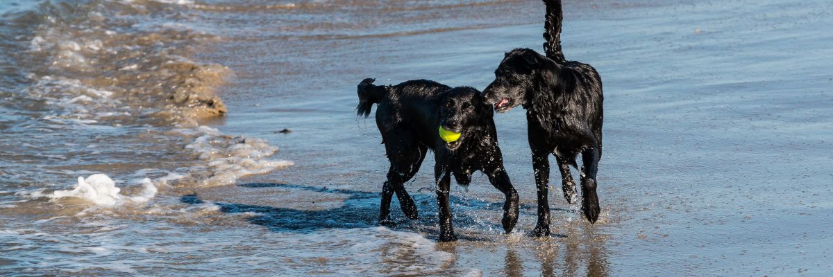 ▷ Playas para perros en Gran Canaria 2025: 3 MEJORES + planes EXTRA