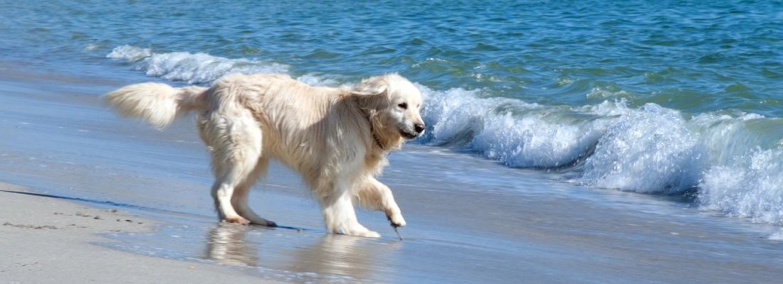 ▷ Playas para perros en Mallorca 2026: 6 MEJORES + planes extra