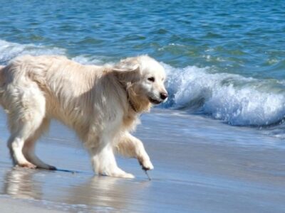 ▷ Playas para perros en Mallorca 2025: 6 MEJORES + planes EXTRA