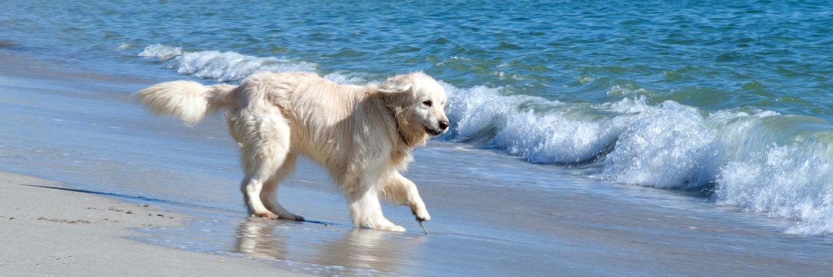 ▷ Playas para perros en Mallorca 2025: 6 MEJORES + planes EXTRA