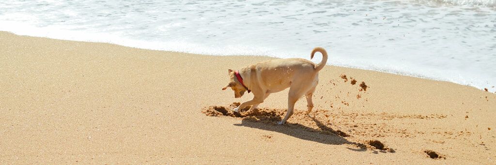 Playas para perros en Vigo: 2 mejores y planes extra