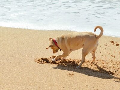 ▷ Playas para perros en Vigo 2025: 2 MEJORES + planes EXTRA