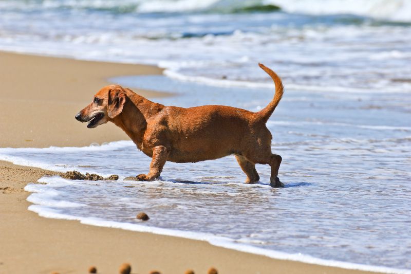 Playa de Foz, Vigo, es una de las playas para perros en Vigo