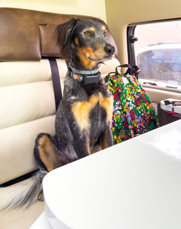 ▷ Barkibu opiniones en 2026: ¿es el mejor seguro para mascotas si vas a viajar con ellas? 2 Barkibu opiniones, ¿cómo funciona?