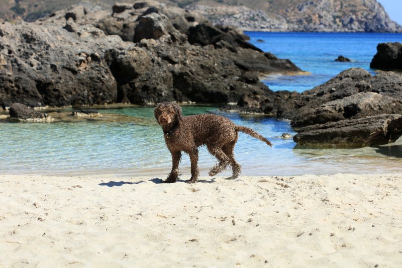 Normativa en las playas para perros en Andalucía