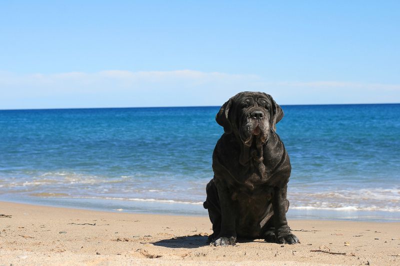 Playa de La Conca, tu próximo destino de relax en las playas para perros en Barcelona