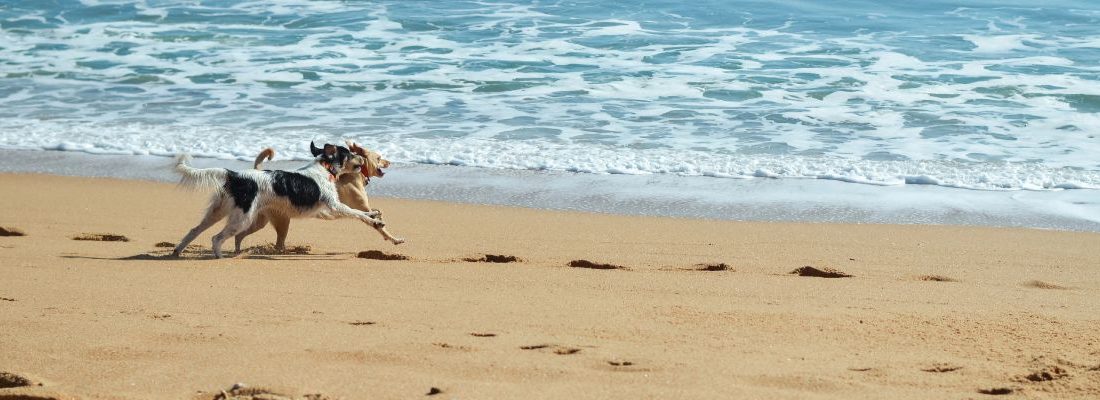 ▷ Playas para perros en Andalucía 2026: 29 MEJORES + planes extra