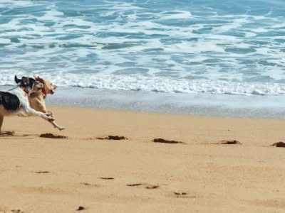 ▷ Playas para perros en Andalucía 2025: 29 MEJORES + planes EXTRA
