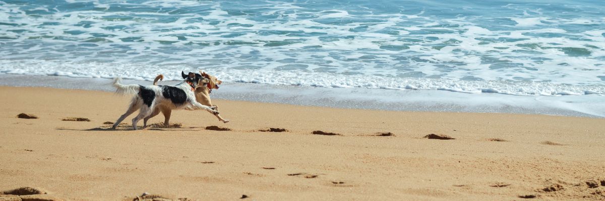 ▷ Playas para perros en Andalucía 2025: 29 MEJORES + planes EXTRA