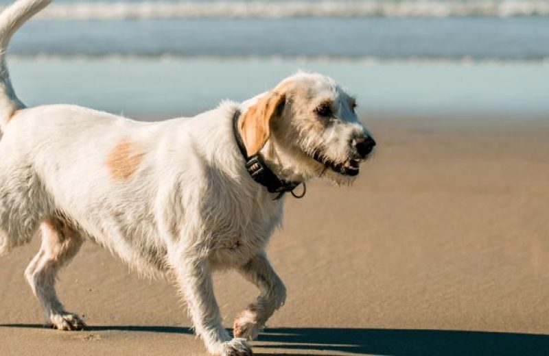 ▷ Playas para perros en Barcelona 2025: 14 MEJORES + planes EXTRA