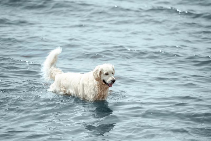 Cala Vallcarca, perfecta si buscas desconectar en las playas para perros en Barcelona