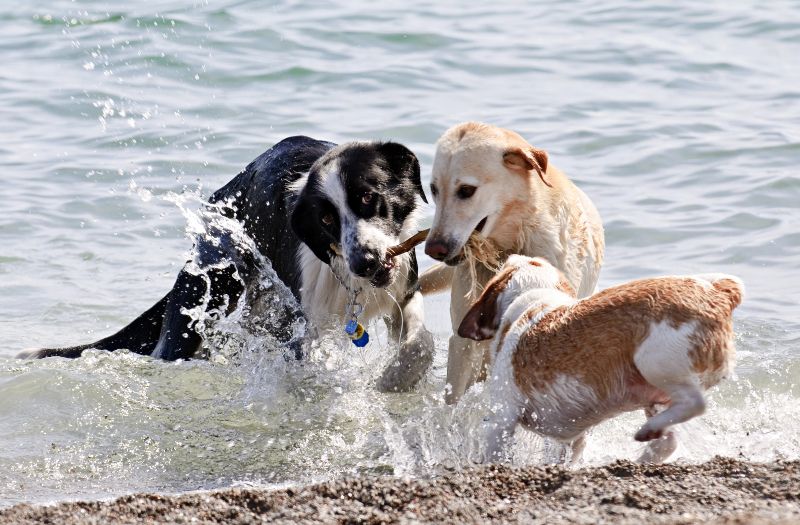 Playa El Poblenou, una de las playas para perros en Barcelona más cómodas