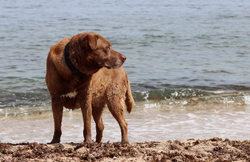 Playa La Picòrdia, una de las playas para perros en Barcelona exclusiva para peludos/as de la localidad