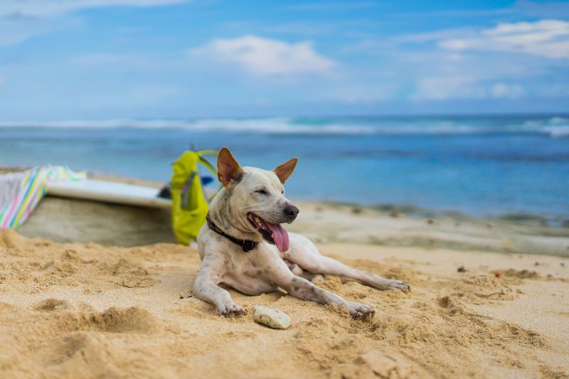 Playa de Llevant, la única playa para perros en Barcelona ciudad