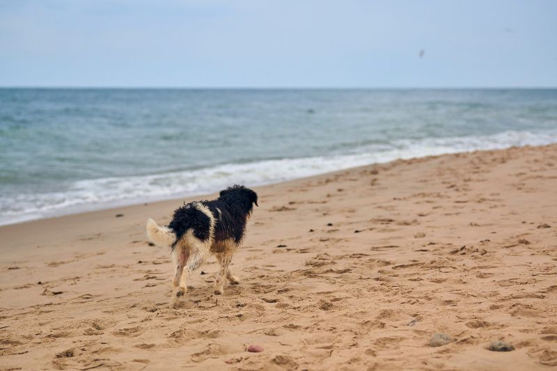 Playa Sant Vicenç de Montalt, otra de las playas para perros en Barcelona pensadas para escapadas tranquilas