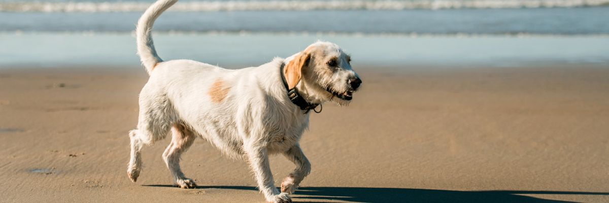 ▷ Playas para perros en Barcelona 2025: 14 MEJORES + planes EXTRA