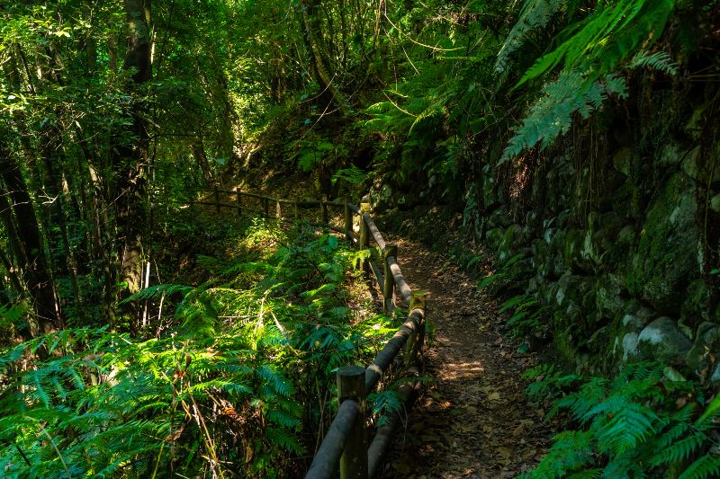 Cubo de la Galga, una de las cosas que ver en La Palma que más te sorprenderán de su naturaleza