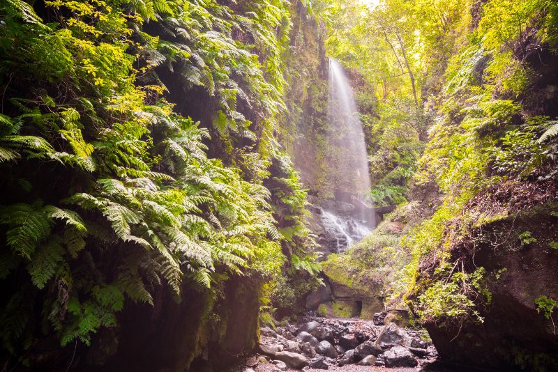 Los Tilos, el bosque canario de cuento que ver en La Palma ideal para hacer senderismo