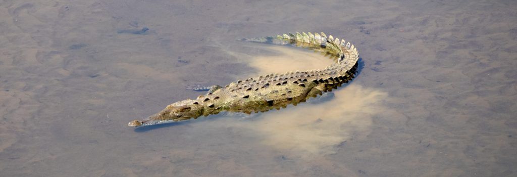 ▷ ¿Es seguro viajar a Costa Rica? Todo lo que debes saber 49 ¿es seguro viajar a Costa Rica? Cocodrilo en Costa Rica