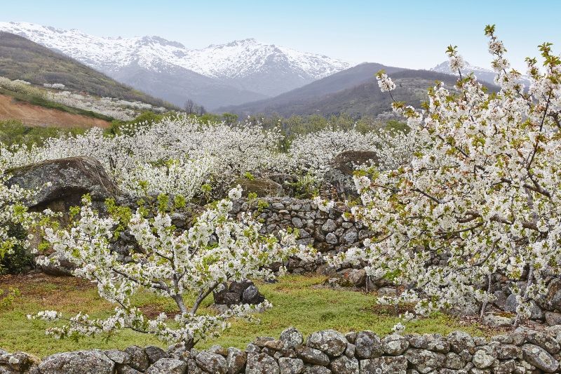 Dónde viajar en marzo en España: Cerezos en flor del Valle del Jerte