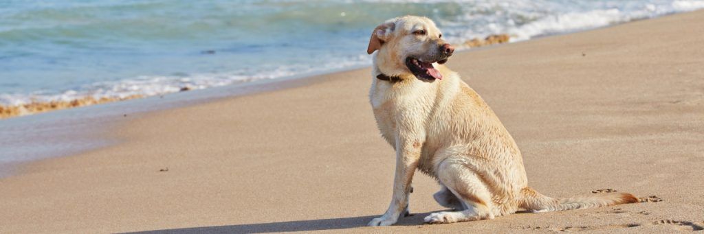 ▷ Playas para perros en Tarragona 2026: 14 MEJORES + planes extra 4 Playas para perros en Tarragona y planes extra