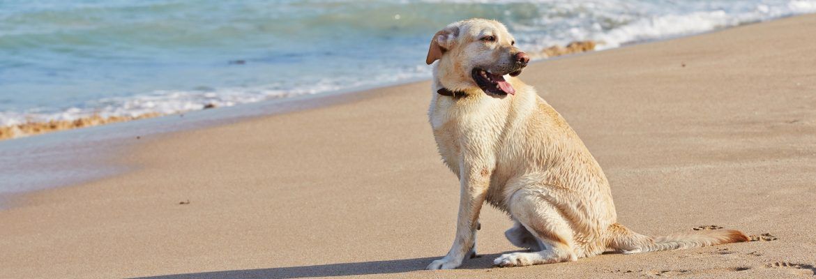 ▷ Playas para perros en Tarragona 2026: 14 MEJORES + planes extra