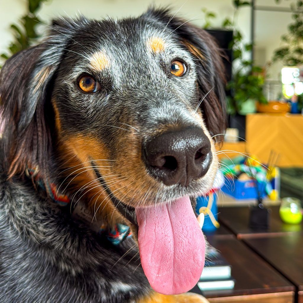 blog de viajes para viajar con perro