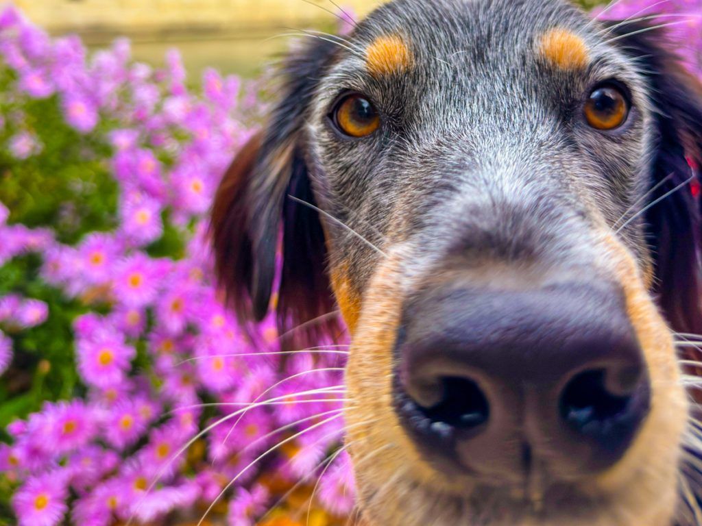 blog de viajes para viajar con perro