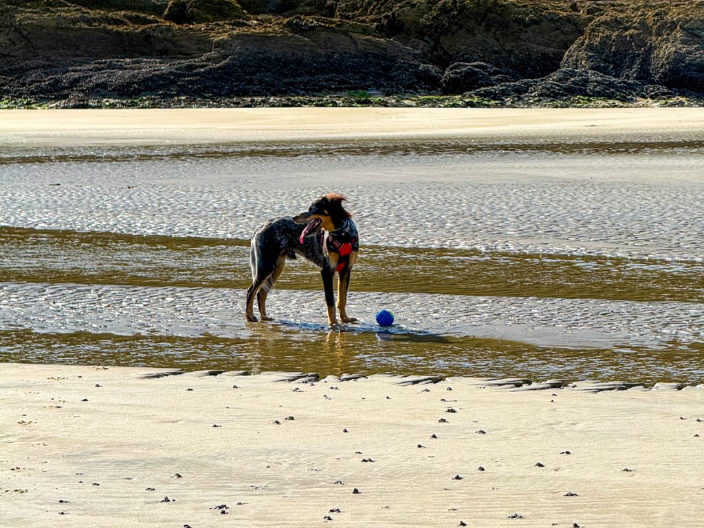 blog de viajes para viajar con perro