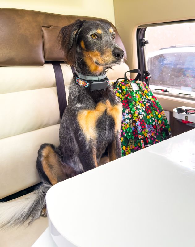 Tokio disfrutó un montón de la experiencia de viajar en camper