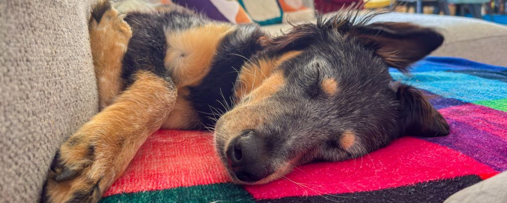 ▷ Los 10 MEJORES hoteles que admiten perros en Barcelona en 2026 + MAPA 7 Los 10 MEJORES hoteles que admiten perros en Barcelona