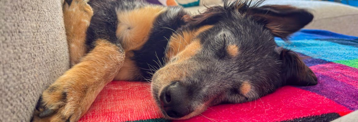 ▷ Los 10 MEJORES hoteles que admiten perros en Barcelona en 2026 + MAPA
