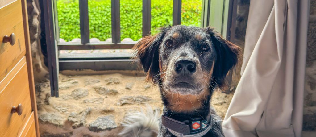 ▷ Los 10 MEJORES hoteles pet friendly en España para viajar con tu mascota en 2026 + MAPA 10 Los 10 mejores hoteles pet friendly en España