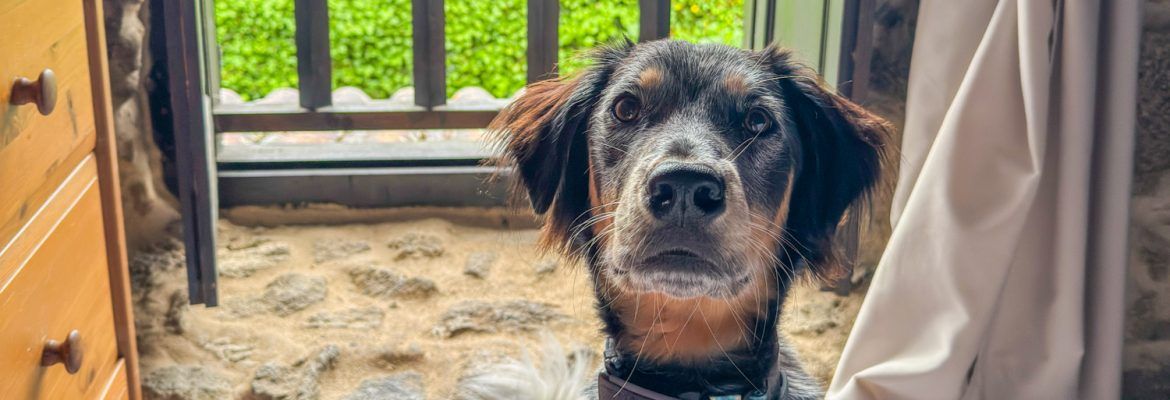 ▷ Los 10 MEJORES hoteles pet friendly en España para viajar con tu mascota en 2026 + MAPA
