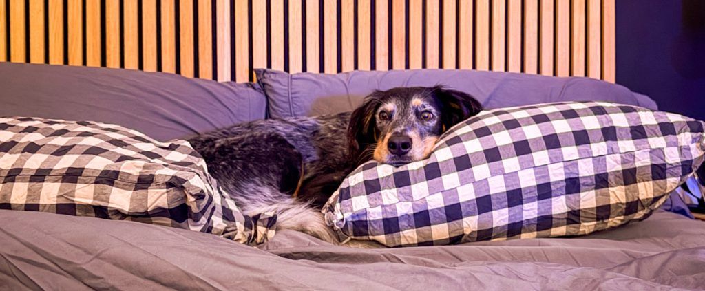 ▷ Los 10 MEJORES hoteles que admiten mascotas en Madrid en 2026 + MAPA 8 Los 10 MEJORES hoteles que admiten mascotas en Madrid