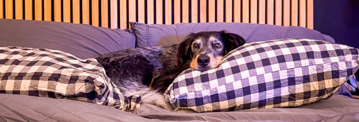 ▷ Los 10 MEJORES hoteles que admiten mascotas en Madrid en 2026 + MAPA