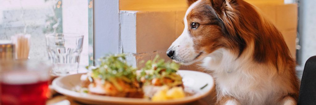 ▷ Los 10 MEJORES restaurantes pet friendly en Madrid + mapa 6 Los mejores restaurantes pet friendly de Madrid